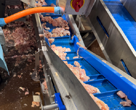 Raw chicken pieces accumulating on a cleated modular conveyor belt before installation of the FGP-C