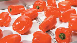 Rote Paprikaschoten auf einem Förderband mit Flexco Alligator® Kunststoffnieten